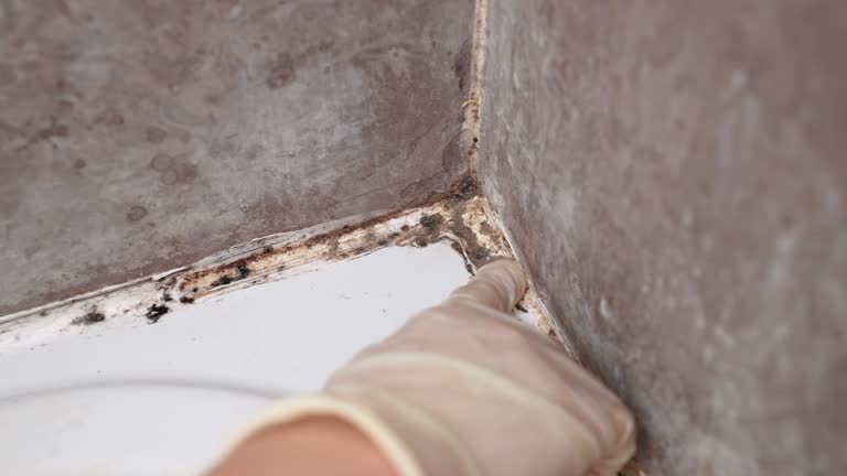 Environmental Consulting for Mold Prevention in Itasca, TX